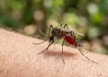 Google releases 32 million modified mosquitoes to fight diseases
