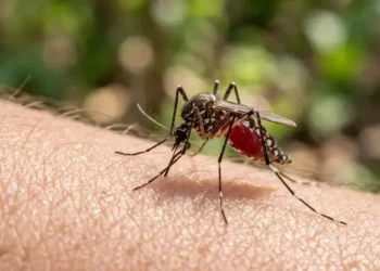 Google releases 32 million modified mosquitoes to fight diseases
