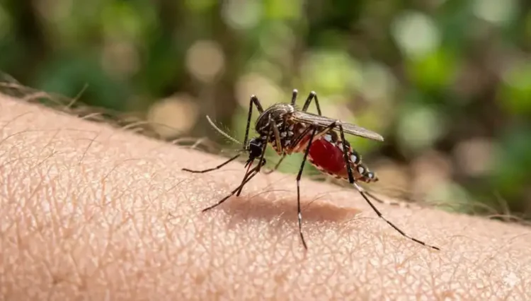 Google releases 32 million modified mosquitoes to fight diseases