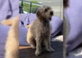 Beloved family dog dies after being mauled while on walk