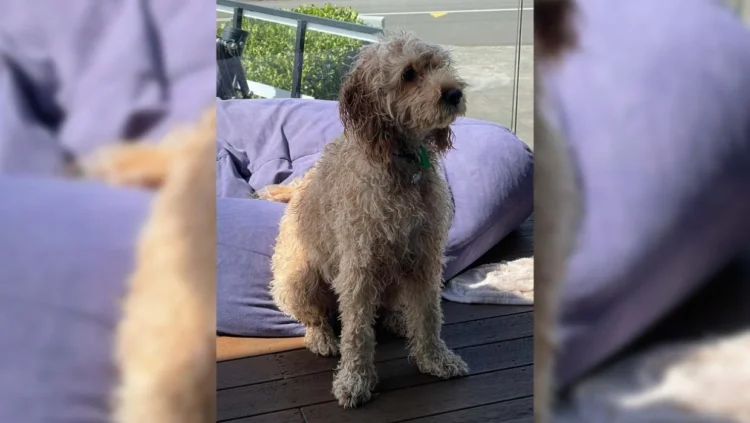 Beloved family dog dies after being mauled while on walk