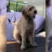 Beloved family dog dies after being mauled while on walk