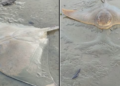 Investigation underway after ‘mass death event’ of rays and sharks on Porirua beach