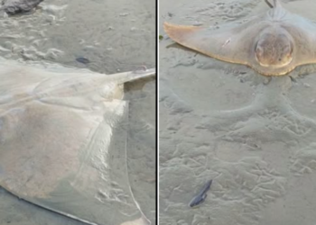 Investigation underway after ‘mass death event’ of rays and sharks on Porirua beach
