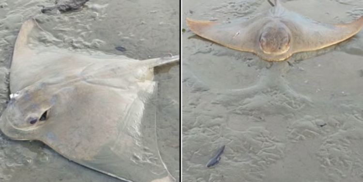Investigation underway after ‘mass death event’ of rays and sharks on Porirua beach