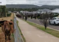 Glenmore Park: The goalposts have shifted for my suburb. Luckily, we can claim the Socceroos’ new goalkeeper