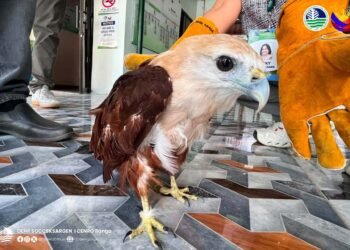 Brahminy Kite rescued in South Cotabato