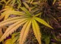 NCDA concerned over increase in ganja among minors out west | News