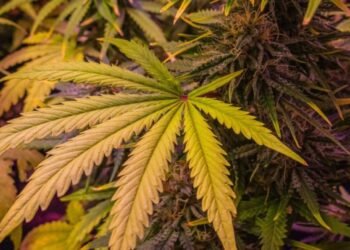 NCDA concerned over increase in ganja among minors out west | News