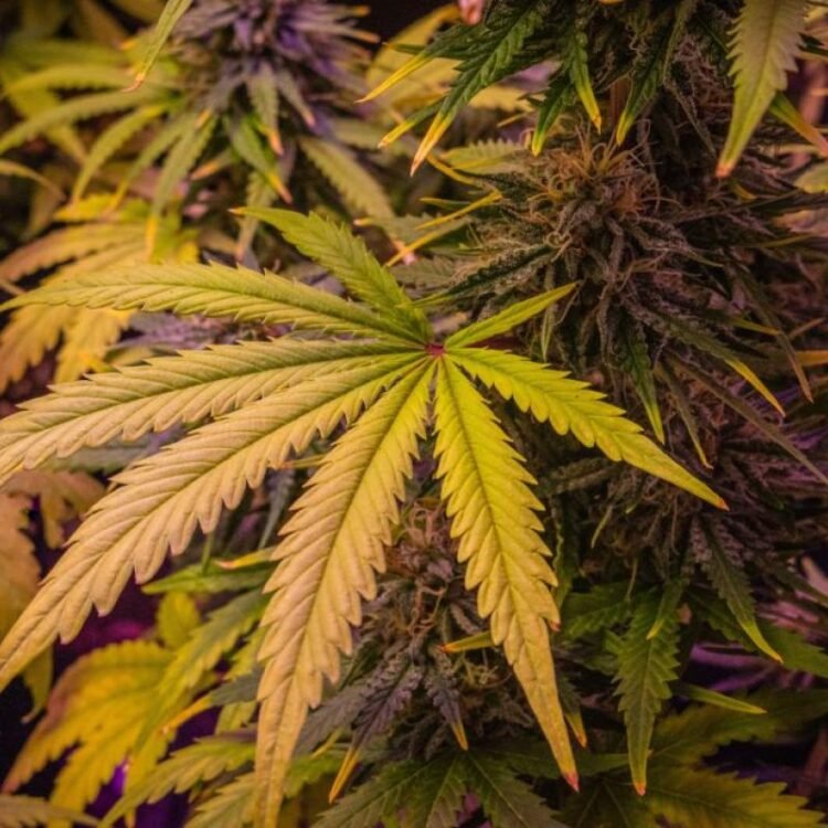 NCDA concerned over increase in ganja among minors out west | News