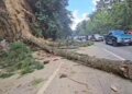 Landslide drags logs at km 24 of the Inter-American Highway; motorist is injured and traffic becomes complicated