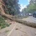 Landslide drags logs at km 24 of the Inter-American Highway; motorist is injured and traffic becomes complicated