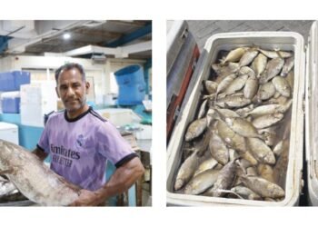 Gulf News | Safi is 4.5 dinars per kilo, and the refrigerator is 180 dinars. Prices of net and shari rise with the start of the hunting season.