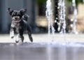 Tageblatt.lu | Weather | Up to 36 degrees in Luxembourg: ALVA gives important tips for protecting pets