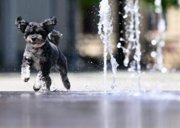 Tageblatt.lu | Weather | Up to 36 degrees in Luxembourg: ALVA gives important tips for protecting pets