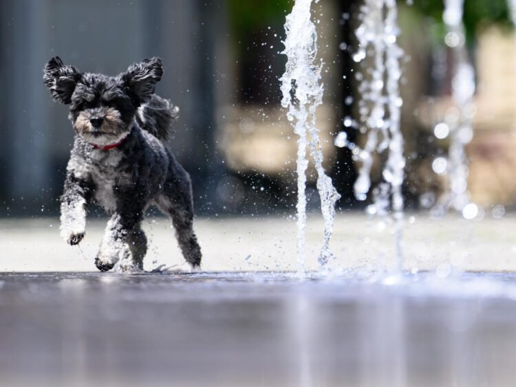 Tageblatt.lu | Weather | Up to 36 degrees in Luxembourg: ALVA gives important tips for protecting pets
