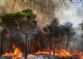 Tageblatt.lu | Summer 2026 | EU plans largest deployment to date against forest fires