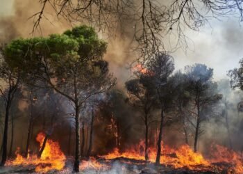 Tageblatt.lu | Summer 2026 | EU plans largest deployment to date against forest fires
