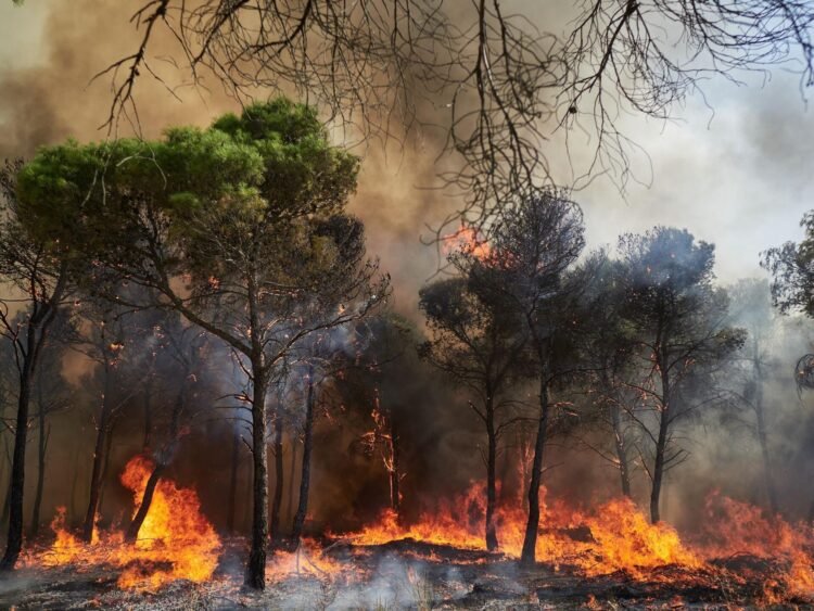 Tageblatt.lu | Summer 2026 | EU plans largest deployment to date against forest fires