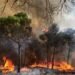 Tageblatt.lu | Summer 2026 | EU plans largest deployment to date against forest fires