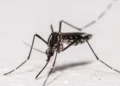 Chikungunya: Vaccines not approved in Africa, but in Europe – DiePresse.com