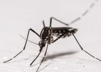 Chikungunya: Vaccines not approved in Africa, but in Europe – DiePresse.com