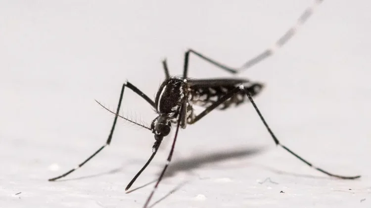 Chikungunya: Vaccines not approved in Africa, but in Europe – DiePresse.com