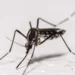 Chikungunya: Vaccines not approved in Africa, but in Europe – DiePresse.com