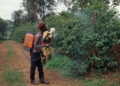 Nicaragua uses pesticides banned in the European Union in coffee