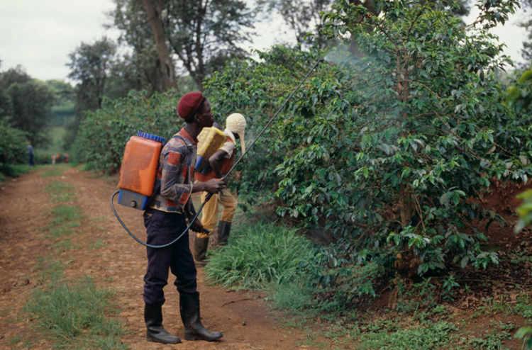 Nicaragua uses pesticides banned in the European Union in coffee