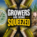 Council raises red flag on grower returns
