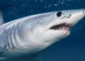Shark Attack Leaves Urlings Fisherman Fighting to Save Hand