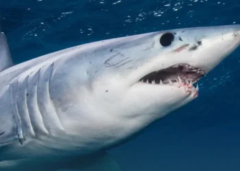 Shark Attack Leaves Urlings Fisherman Fighting to Save Hand