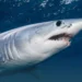 Shark Attack Leaves Urlings Fisherman Fighting to Save Hand