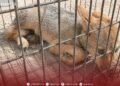 Libyan group warns over illegal wildlife trade after wolf pup spotted for sale