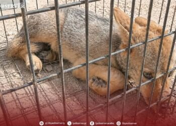 Libyan group warns over illegal wildlife trade after wolf pup spotted for sale