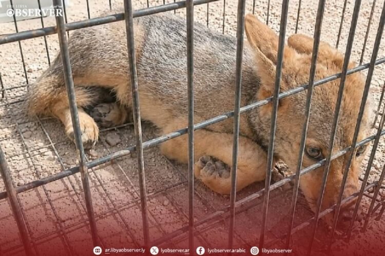 Libyan group warns over illegal wildlife trade after wolf pup spotted for sale
