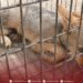 Libyan group warns over illegal wildlife trade after wolf pup spotted for sale
