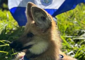 See what the EBY fauna looks like to encourage the Albirroja – National
