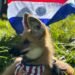 See what the EBY fauna looks like to encourage the Albirroja – National
