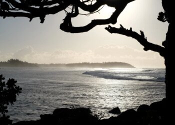 Wilderness as a luxury: “The real Mauritians are the trees and the birds” – DiePresse.com