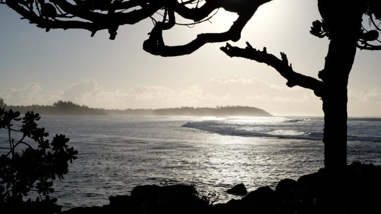 Wilderness as a luxury: “The real Mauritians are the trees and the birds” – DiePresse.com