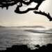 Wilderness as a luxury: “The real Mauritians are the trees and the birds” – DiePresse.com