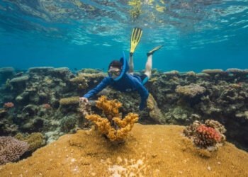 As Global Warming Threatens Corals Worldwide, Woods Hole Scientists Search for ‘Super Reefs’ That Can Take the Heat