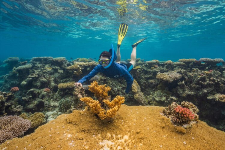 As Global Warming Threatens Corals Worldwide, Woods Hole Scientists Search for ‘Super Reefs’ That Can Take the Heat