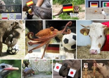 World Cup predictions: ChatGPT is the new octopus Paul