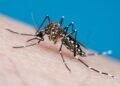 Dengue virus case reported in Oahu visitor