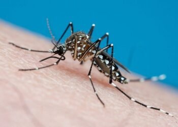 Dengue virus case reported in Oahu visitor