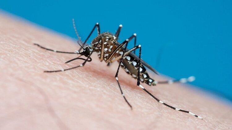 Dengue virus case reported in Oahu visitor