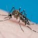 Dengue virus case reported in Oahu visitor